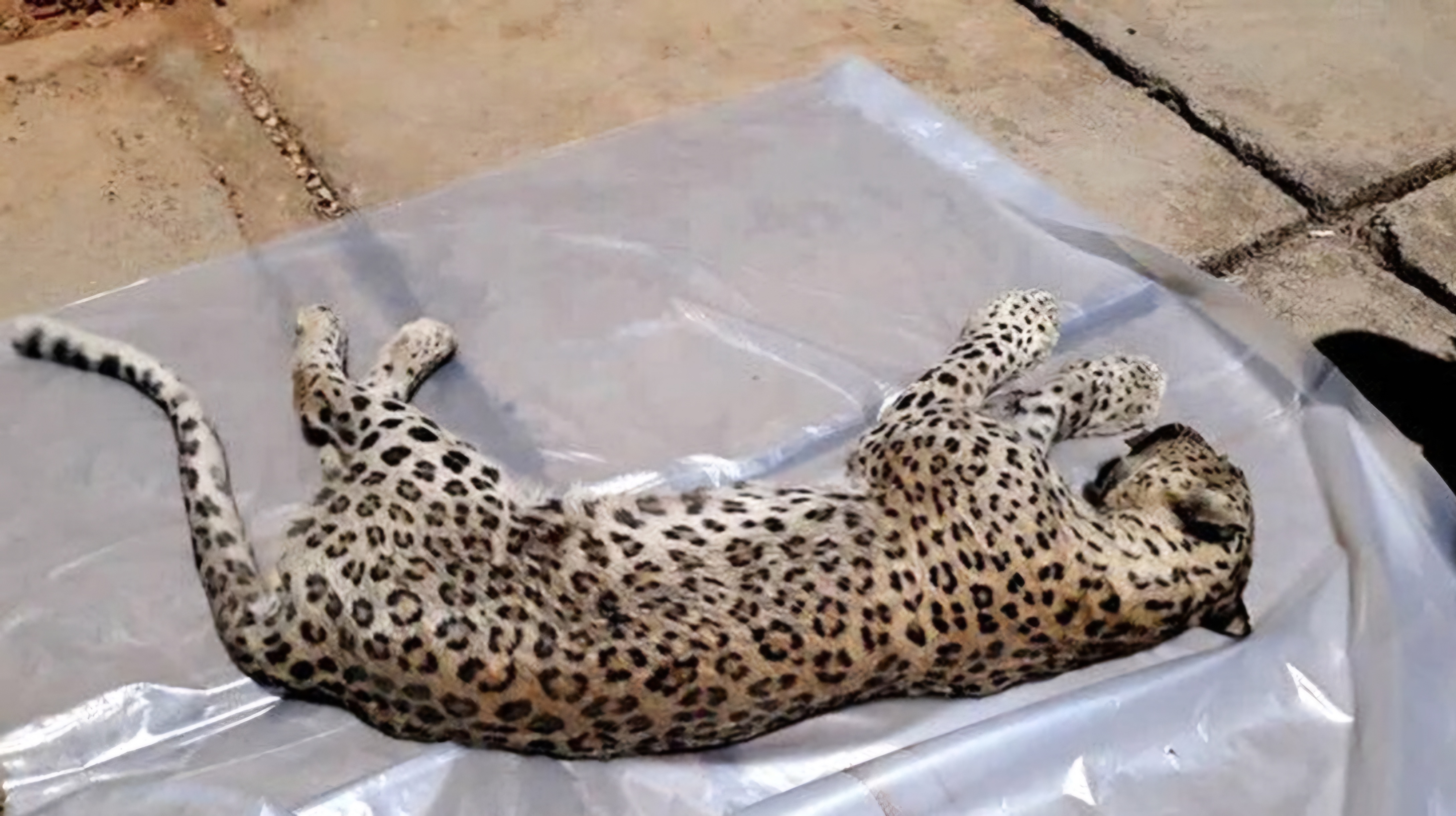 آغاز بررسی علت مرگ یک گونه جانوری در تنگ 