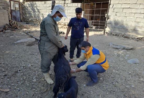اردوی جهادی دامپزشکی در منطقه کلگه امیرشیخی باشت برگزار گردید