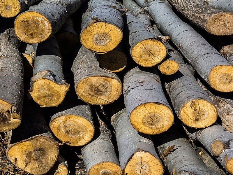 کشف 800 کیلوگرم چوب قاچاق