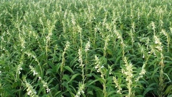 پیش‌بینی برداشت 200تن کنجد از مزارع باشت