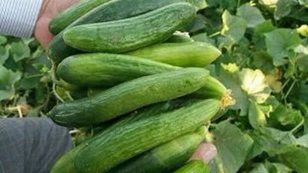 تصریح خبر مدیر جهاد کشاورزی باشت پیش بینی برداشت ۲۰۰ تن خیار از اراضی کشاورزی این شهرستان 